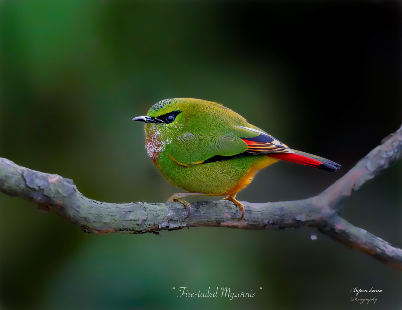 Fire tailed Myzornis ( Local name: Hareet Himsuga)